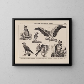 Atlas de la faune du Brésil Pl25 - Rodolpho von Ihering — framed artwork on a wall