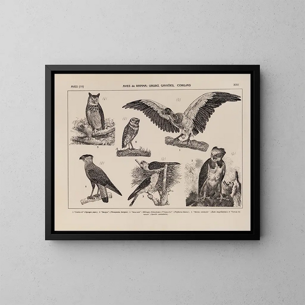 Atlas de la faune du Brésil Pl25 - Rodolpho von Ihering — framed artwork on a wall