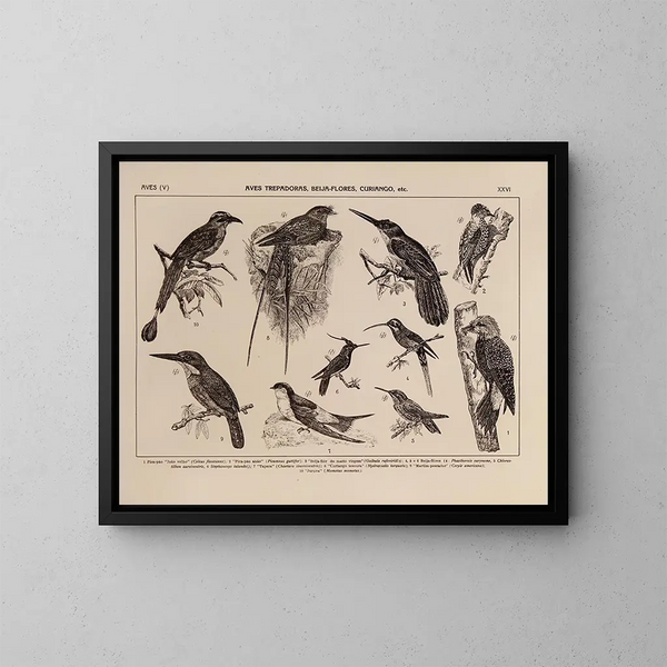 Atlas de la faune du Brésil Pl26 - Rodolpho von Ihering — framed artwork on a wall