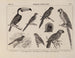 Atlas of Brazilian Wildlife Pl27 - Rodolpho von Ihering — artwork view
