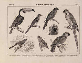 Atlas of Brazilian Wildlife Pl27 - Rodolpho von Ihering — artwork view