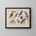 Atlas of Brazilian Wildlife Pl27 - Rodolpho von Ihering — framed artwork on a wall