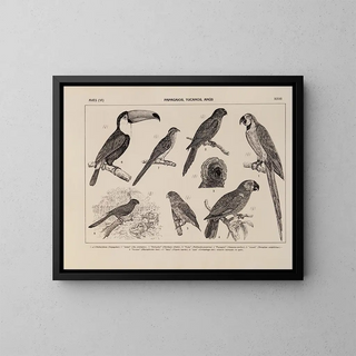 Atlas of Brazilian Wildlife Pl27 - Rodolpho von Ihering — framed artwork on a wall