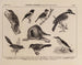 Atlas of the Brazil Wildlife Painting Pl28 - Rodolpho von Ihering — artwork view