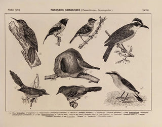 Atlas of the Brazil Wildlife Painting Pl28 - Rodolpho von Ihering — artwork view