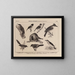 Atlas of the Brazil Wildlife Painting Pl28 - Rodolpho von Ihering — framed artwork on a wall
