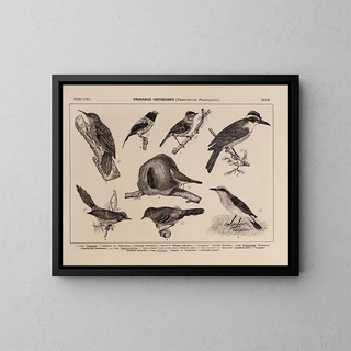 Atlas of the Brazil Wildlife Painting Pl28 - Rodolpho von Ihering — framed artwork on a wall