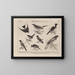 Atlas de la faune du Brésil Pl29 - Rodolpho von Ihering — framed artwork on a wall