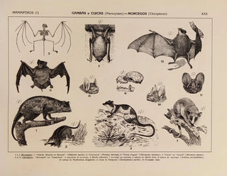 Atlas of Brazil's Wildlife Pl30 - Rodolpho von Ihering — artwork view