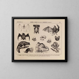 Atlas of Brazil's Wildlife Pl30 - Rodolpho von Ihering — framed artwork on a wall