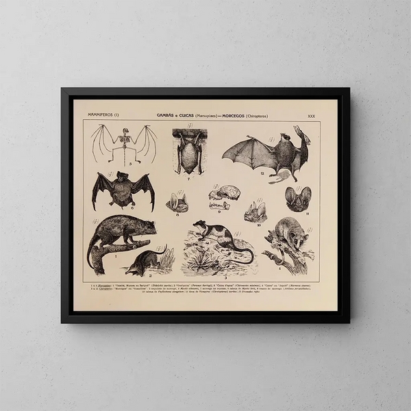 Atlas of Brazil's Wildlife Pl30 - Rodolpho von Ihering — framed artwork on a wall