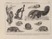 Atlas of the fauna of Brazil Pl31 - Rodolpho von Ihering — artwork view