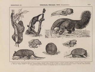 Atlas of the fauna of Brazil Pl31 - Rodolpho von Ihering — artwork view