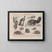 Atlas of the fauna of Brazil Pl31 - Rodolpho von Ihering — framed artwork on a wall
