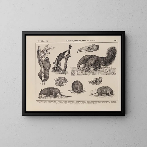 Atlas of the fauna of Brazil Pl31 - Rodolpho von Ihering — framed artwork on a wall