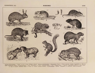 Atlas of the Brazilian Wildlife Pl32 - Rodolpho von Ihering — artwork view