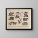Atlas of the Brazilian Wildlife Pl32 - Rodolpho von Ihering — framed artwork on a wall