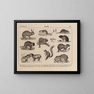 Atlas of the Brazilian Wildlife Pl32 - Rodolpho von Ihering — framed artwork on a wall