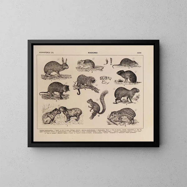 Atlas of the Brazilian Wildlife Pl32 - Rodolpho von Ihering — framed artwork on a wall