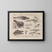 Atlas de la faune du Brésil Pl33 - Rodolpho von Ihering — framed artwork on a wall