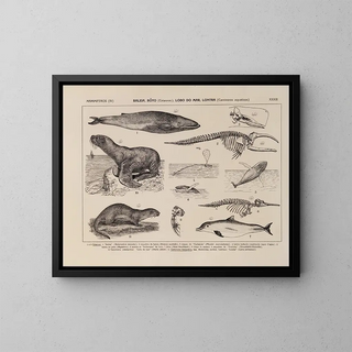 Atlas de la faune du Brésil Pl33 - Rodolpho von Ihering — framed artwork on a wall