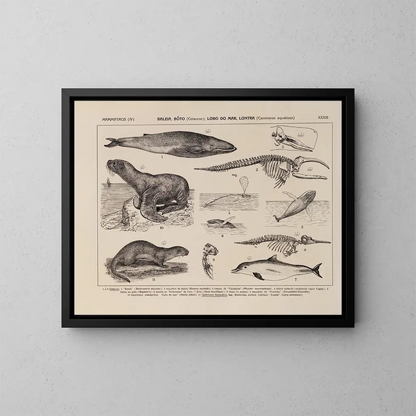 Atlas de la faune du Brésil Pl33 - Rodolpho von Ihering — framed artwork on a wall