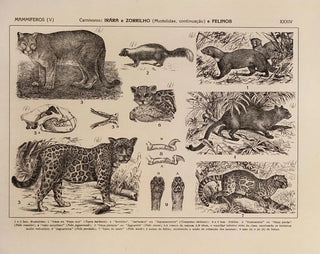 Atlas of the Wildlife of Brazil Pl34 - Rodolpho von Ihering — artwork view