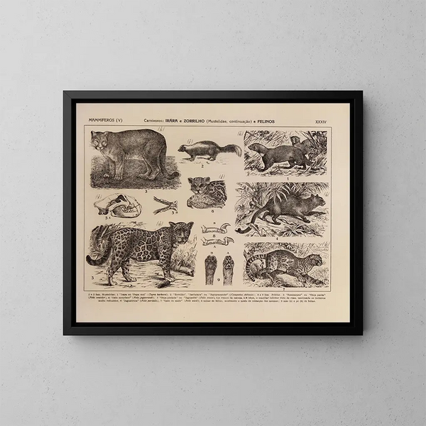 Atlas of the Wildlife of Brazil Pl34 - Rodolpho von Ihering — framed artwork on a wall