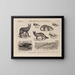 Atlas de la faune du Brésil Pl35 - Rodolpho von Ihering — framed artwork on a wall