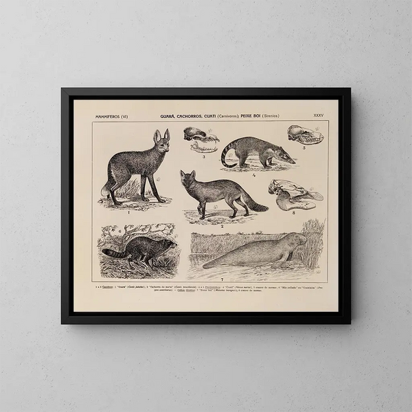 Atlas de la faune du Brésil Pl35 - Rodolpho von Ihering — framed artwork on a wall
