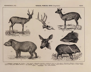 Atlas of the Brazil Wildlife Map Pl36 - Rodolpho von Ihering — artwork view