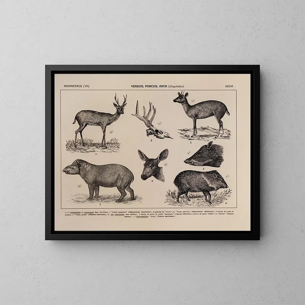 Atlas of the Brazil Wildlife Map Pl36 - Rodolpho von Ihering — framed artwork on a wall
