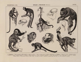 Atlas de la faune du Brésil Pl37 - Rodolpho von Ihering — artwork view