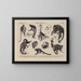 Atlas de la faune du Brésil Pl37 - Rodolpho von Ihering — framed artwork on a wall
