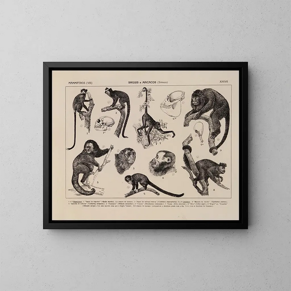 Atlas de la faune du Brésil Pl37 - Rodolpho von Ihering — framed artwork on a wall