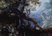 Forest with Deer - Roelandt Savery — artwork view