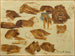 Sketch of lions and lionesses - Rosa Bonheur — artwork view