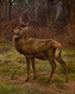 Deer in an autumn landscape - Rosa Bonheur — artwork view