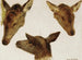 Study of deer heads - Rosa Bonheur — artwork view