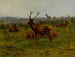 The Monarch of the Herd - Rosa Bonheur — artwork view