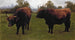 Two grazing bulls - Rosa Bonheur — artwork view
