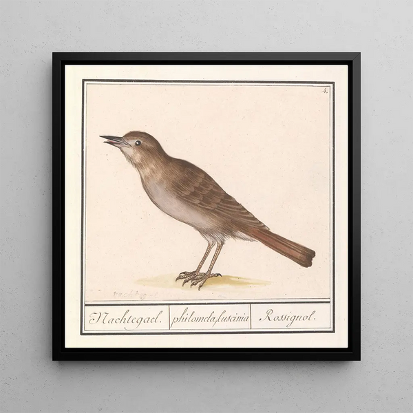 Nightingale Luscinia megarhynchos - Anselmus Botius de Boodt — wall display of the artwork