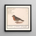Robin Erithacus rubecula - Anselmus Botius de Boodt — framed artwork on a wall
