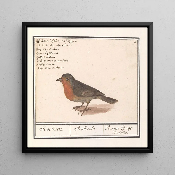 Robin Erithacus rubecula - Anselmus Botius de Boodt — framed artwork on a wall