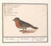 Robin Erithacus rubecula - Anselmus Botius de Boodt — artwork view