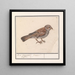 Rousserolle effarvatte Emberiza schoeniclus - Anselmus Botius de Boodt — framed artwork on a wall