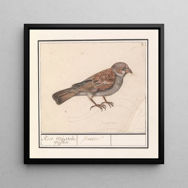 Rousserolle effarvatte Emberiza schoeniclus - Anselmus Botius de Boodt — framed artwork on a wall