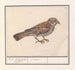 Rousserolle effarvatte Emberiza schoeniclus - Anselmus Botius de Boodt — artwork view