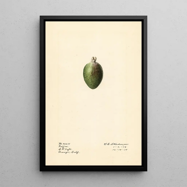 Acca sellowiana - Royal Charles Steadman — framed artwork on a wall