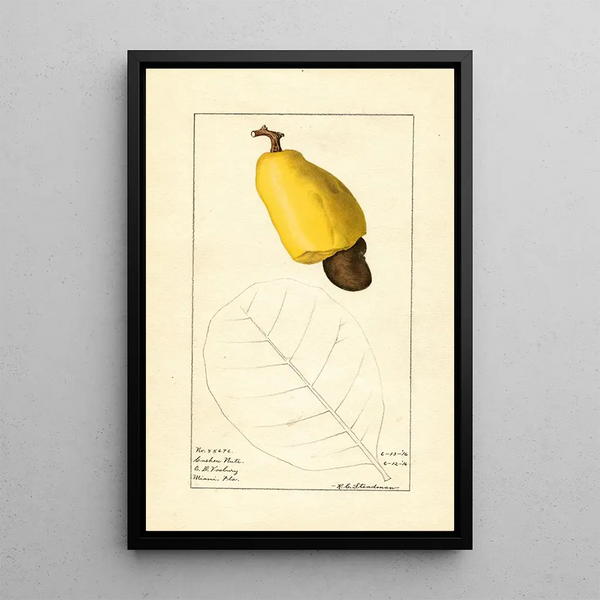 Anacardium occidentale - Royal Charles Steadman — framed artwork on a wall